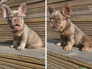 French Bulldog dogs French bulldog pups - Advert 7