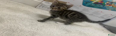 Kitten 1