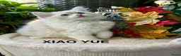 Ragdoll cats for sale: F1 100 % PURE FIFE REGISTRATION RAGDOLL KITTENS - Advert 19