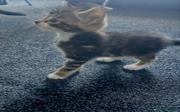 Mixed Breed cats for sale: Cuddly mixed breed kittens - Image 7