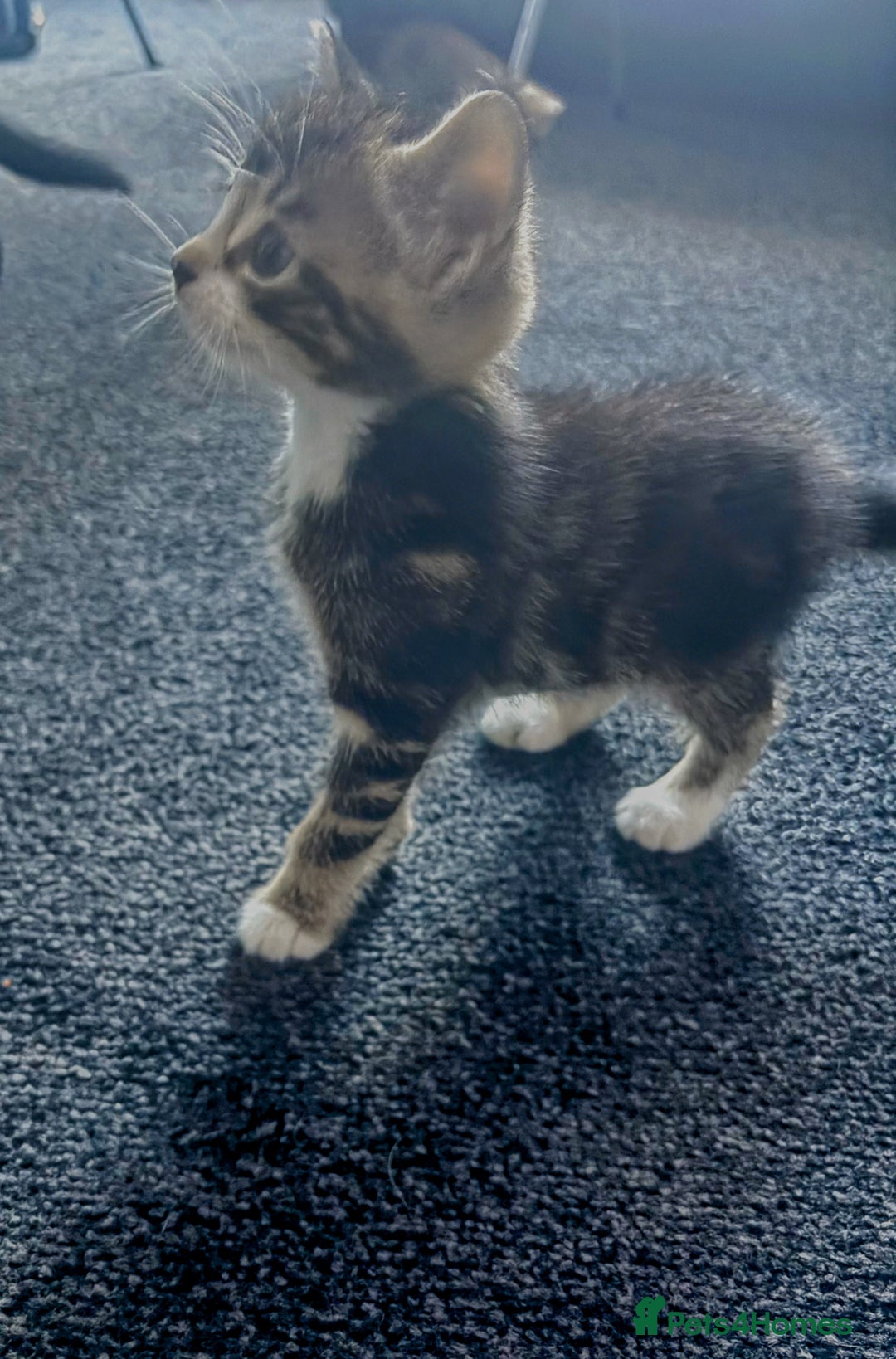 Mixed Breed cats for sale: Cuddly mixed breed kittens - Image 7