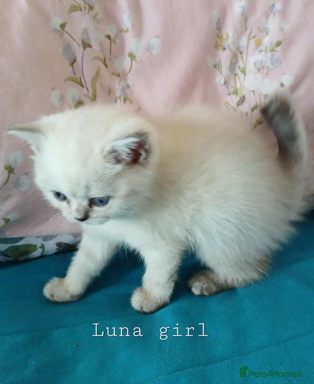 British Shorthair cats for sale: Bsh and Scottish straight mix - Image 3