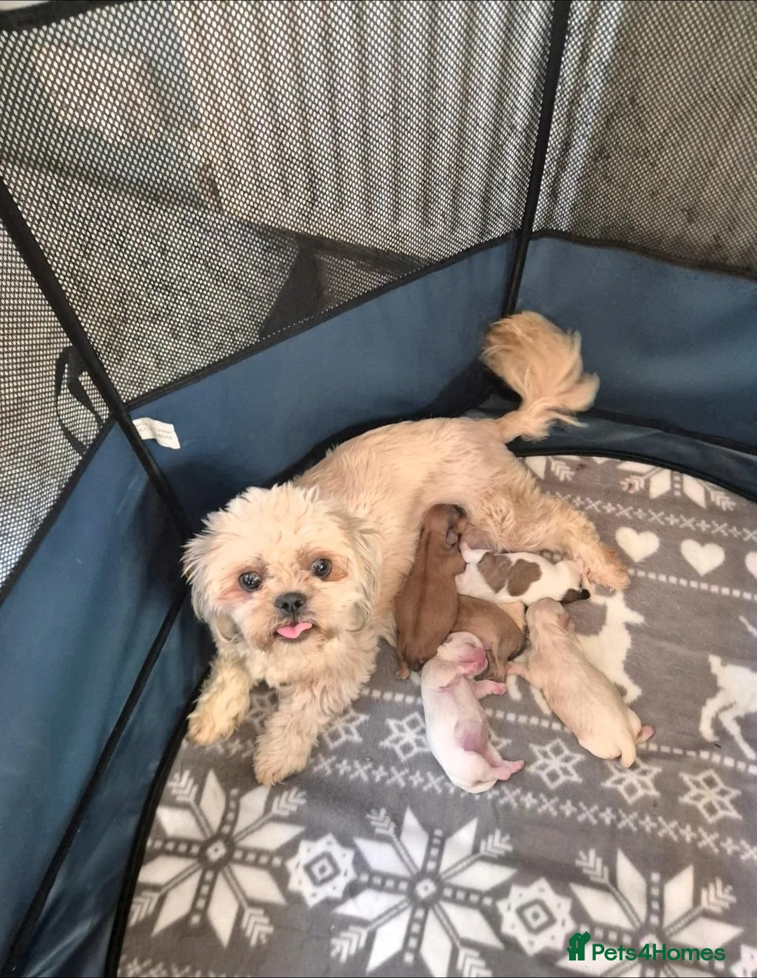 Shih Tzu dogs for sale: 5 Adorable Shih Tzu puppies-Will be ready 13th Dec - Advert 1