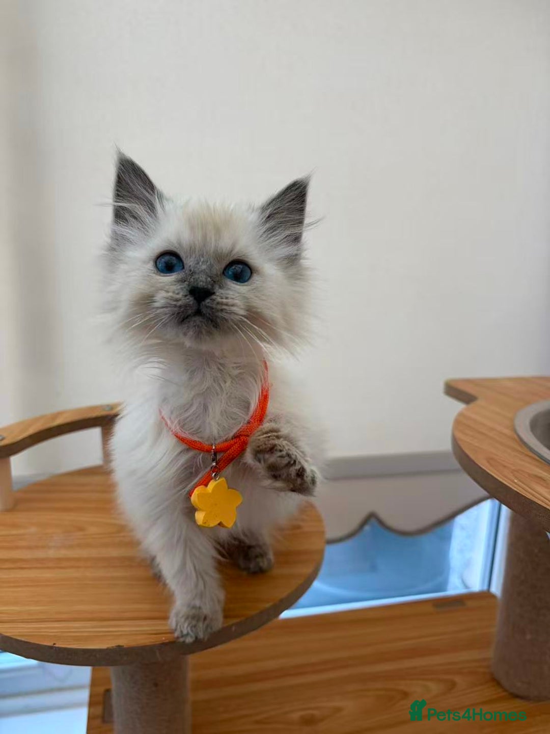 Ragdoll cats for sale: 8 purebred Ragdoll cats - Advert 9