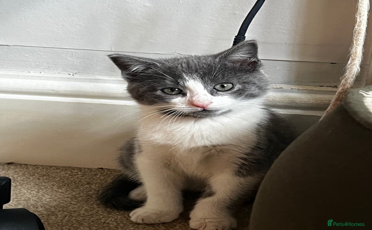 Mixed Breed cats - Advert 3