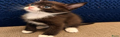 Mixed Breed 2