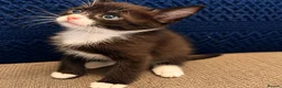 Mixed Breed cats for sale: Beautiful kittens - Advert 4