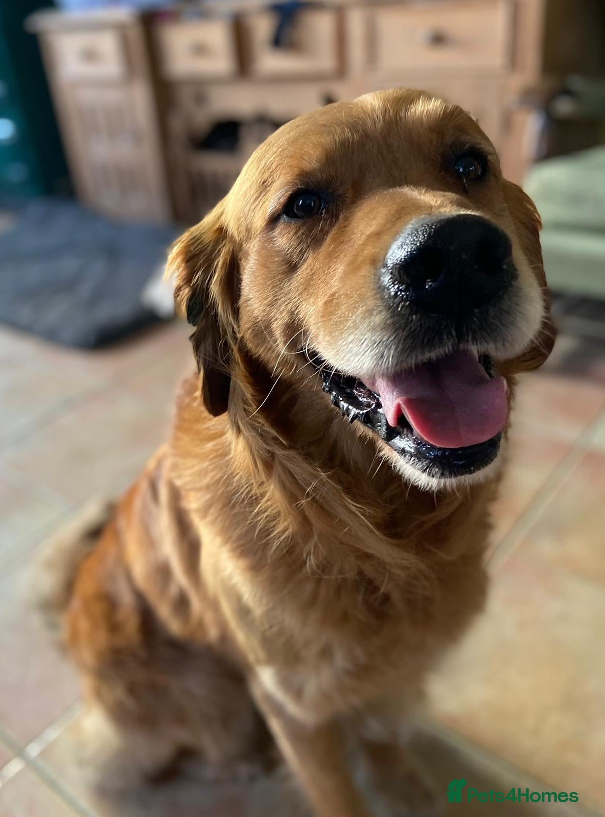 Golden Retriever dogs Gorgeous KC Golden Retrievers Health Tested  - Advert 2