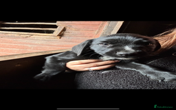 Mixed Breed dogs for sale: Beautiful litter of puppies. Mixed breeds❤️ - Image 16