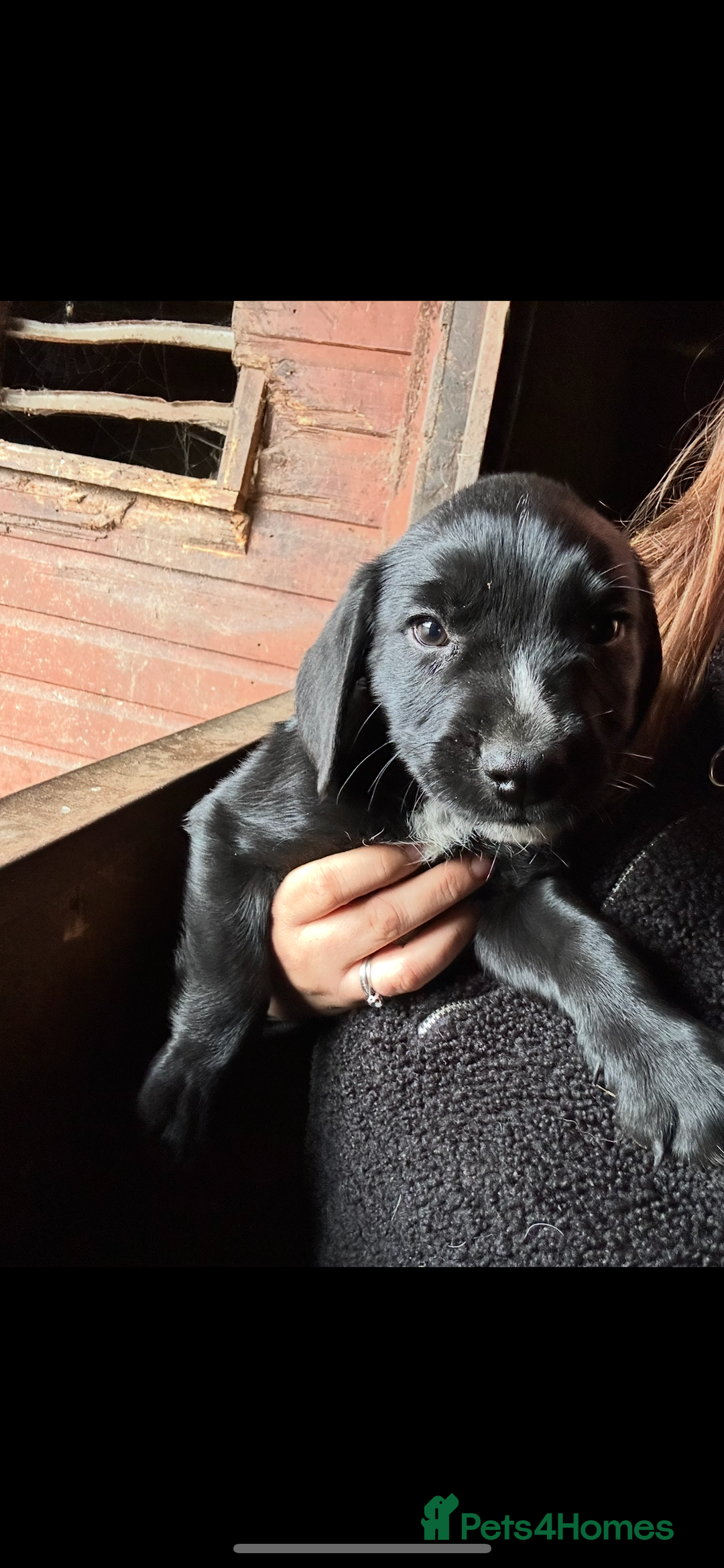 Mixed Breed dogs for sale: Beautiful litter of puppies. Mixed breeds❤️ - Image 16