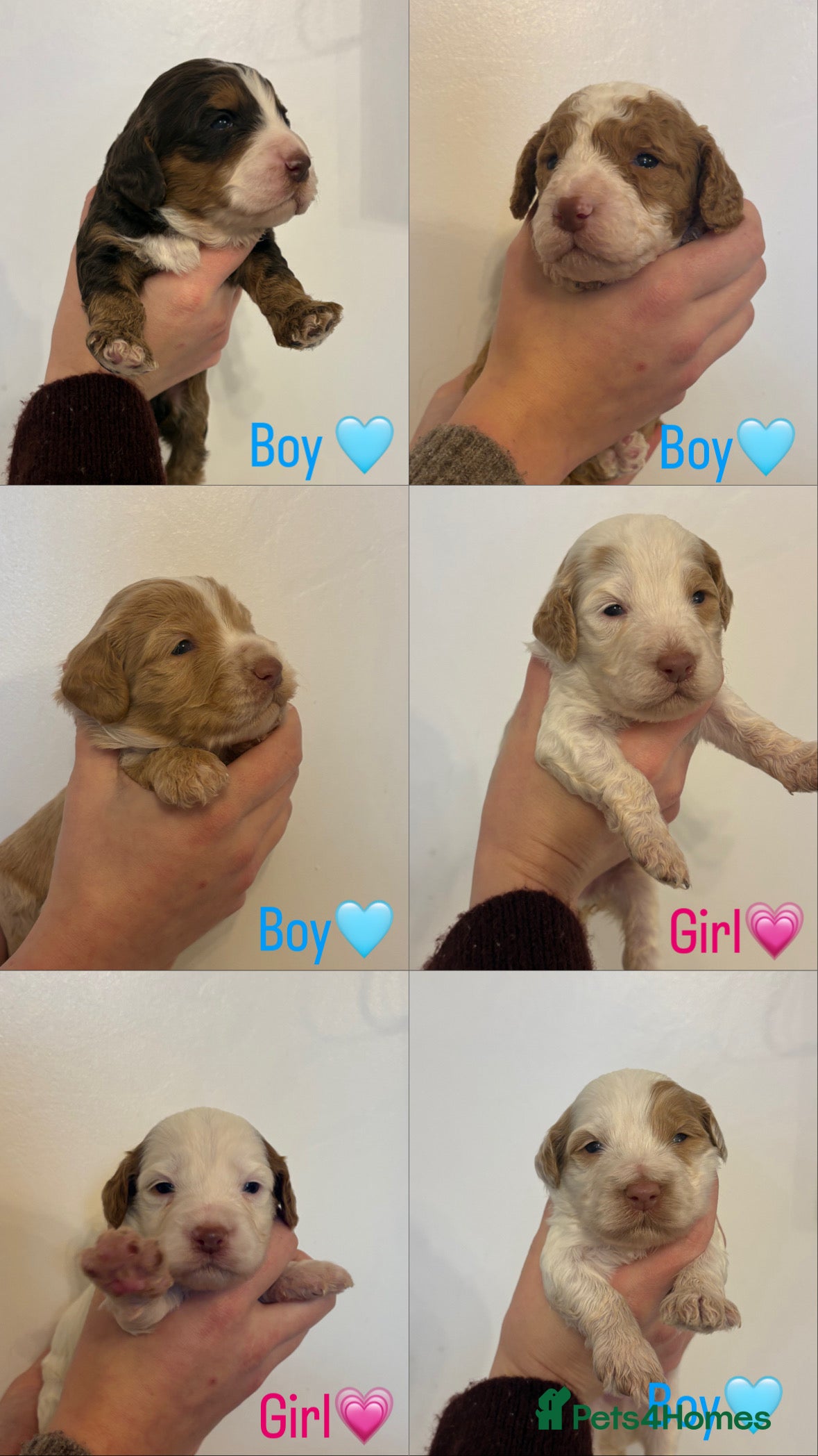 Cockapoo dogs 🐶🐾Cockapoo puppies🐶🐾 - Advert 1