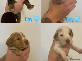 Cockapoo dogs 🐶🐾Cockapoo puppies🐶🐾 - Advert 1