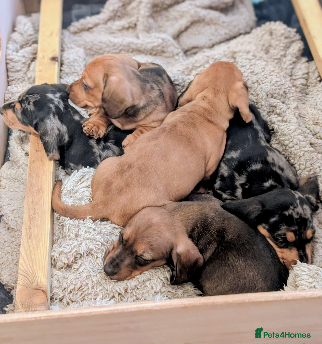 Miniature Dachshund dogs for sale: Beautiful pups  - Advert 20