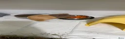 Guinea Pig rodents for sale: Two bonded brothers guinea pig babies  - Advert 10