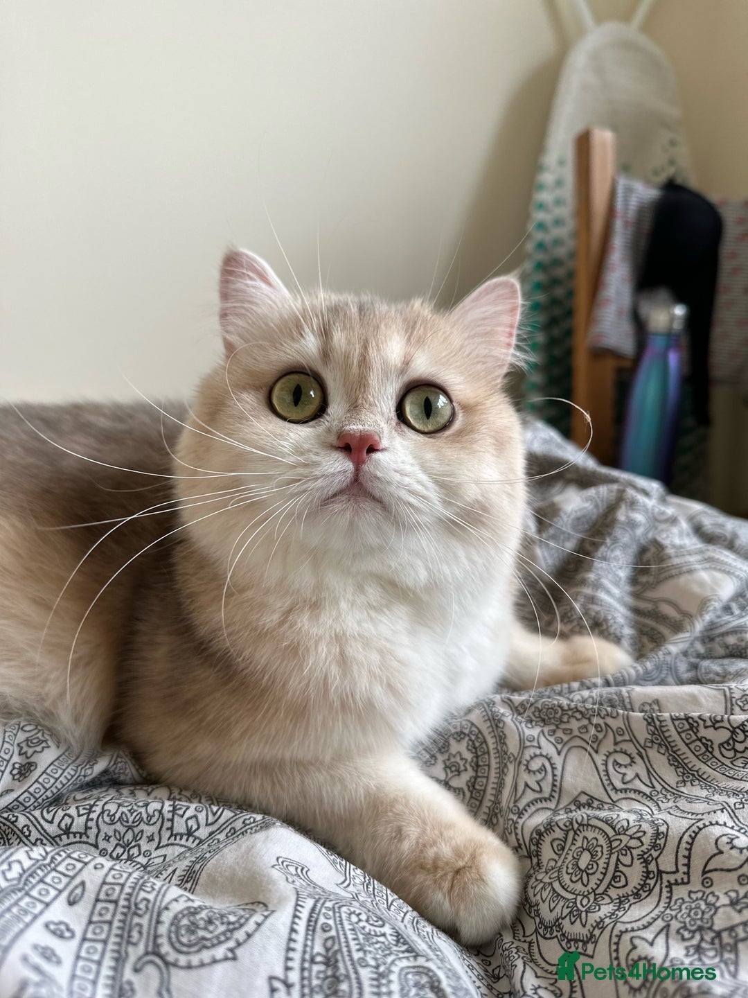British Longhair cats for sale: GCCF reg BLH Chocolate Golden Blue/Green/Odd Eyes - Image 27