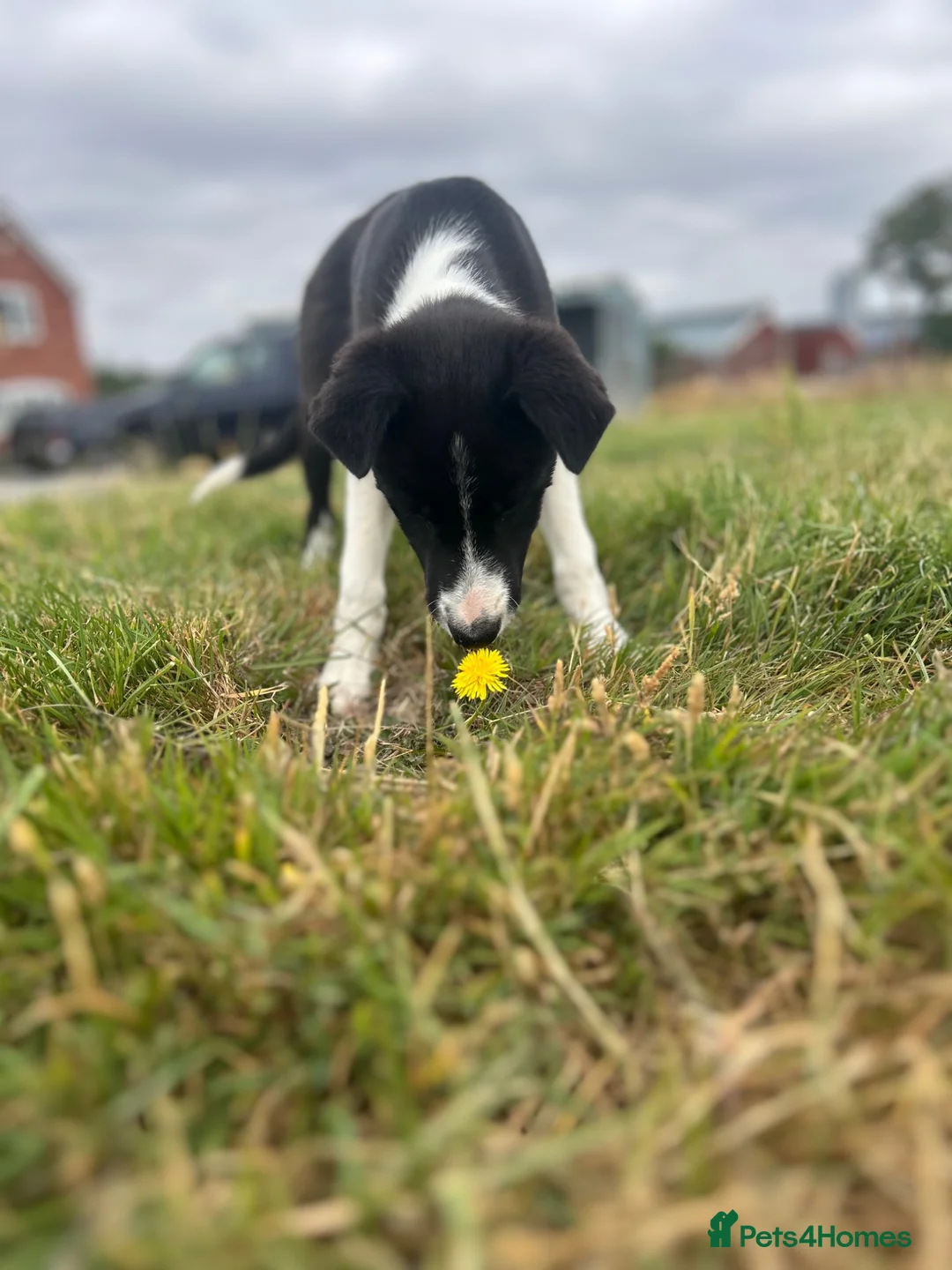 Border Collie dogs for sale: Gorgeous litter of border collie puppies  - Advert 1