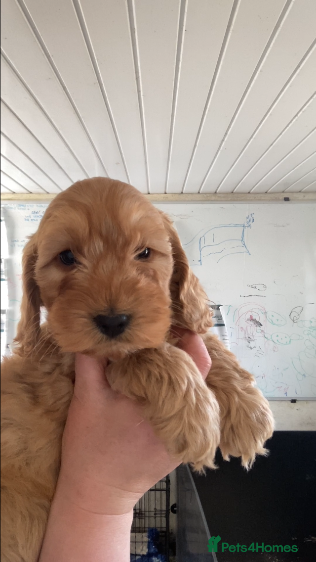 Cockapoo dogs Apricot F1 Cockapoos from Show Type Cockerspaniel  - Advert 2