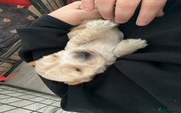 Cocker Spaniel dogs for sale: Kc reg show cocker spaniels. Heath tested parents - Image 7