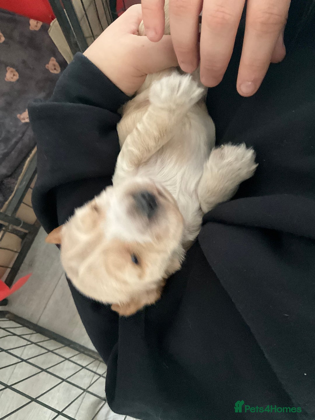 Cocker Spaniel dogs for sale: Kc reg show cocker spaniels. Heath tested parents - Image 7