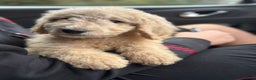 Bernedoodle dogs for sale: Bernedoodle standard F1b pups fluffy teddy bears - Advert 23