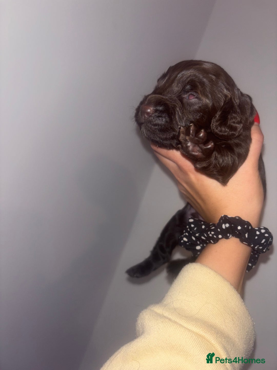 Cockapoo dogs for sale: Cockapoos puppies for sale *ready 19th feb* - Advert 11