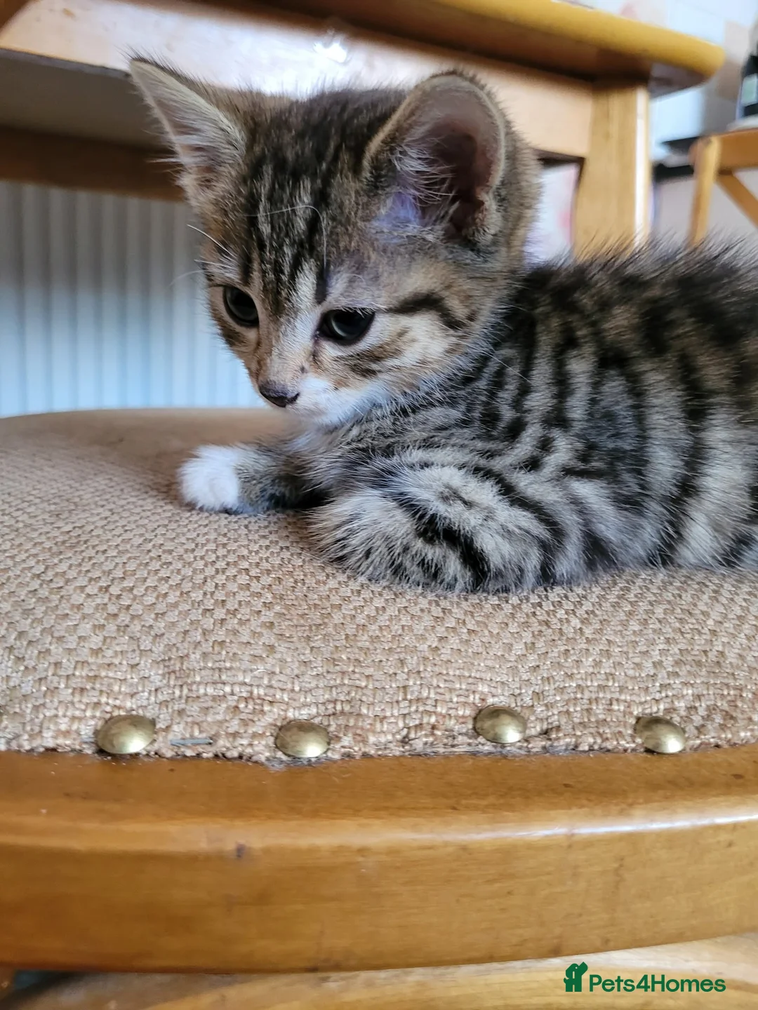 Mixed Breed cats for sale: Gorgeous tabby boy  - Advert 2