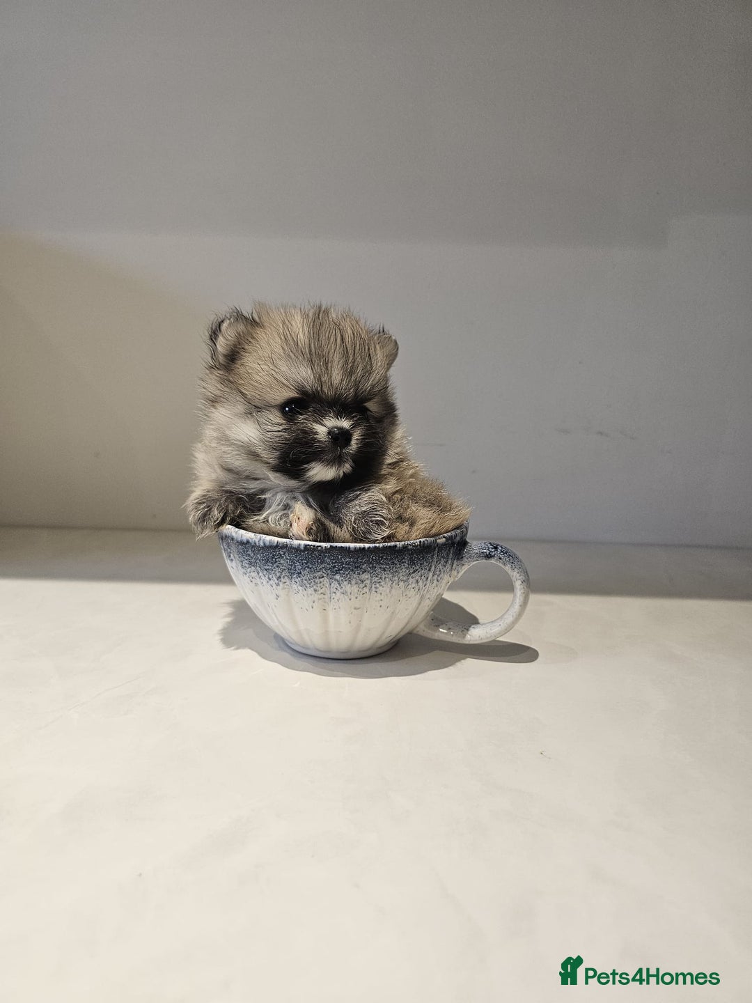Pomeranian dogs for sale: Adorable mini Pomeranian ❤ - Advert 1