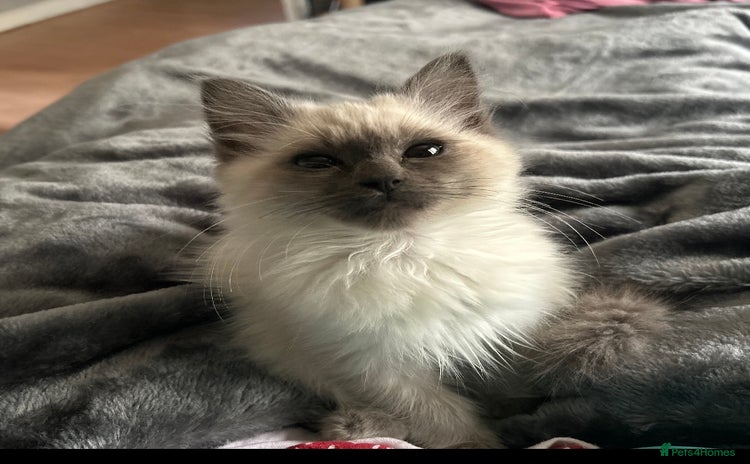 Ragdoll cats - Advert 3