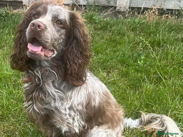 Cocker Spaniel dogs for stud: Chocolate roan cocker spaniel for stud - Advert 1