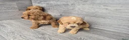 Cockapoo dogs for sale: Stunning red F1 cockapoo boys and girls READY NOW - Advert 6