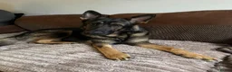 German Shepherd dogs for sale: lovely GSD puppies  - Advert 5