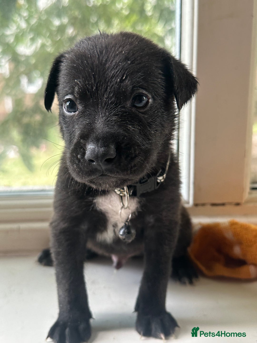 Mixed Breed dogs for sale: Staffy x Belgian Malinos  - Image 16