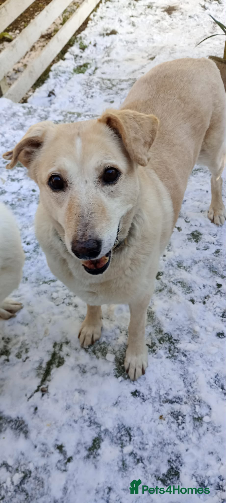 Mixed Breed dogs 💖 Meet Kim (or Kimmie!) - Advert 2