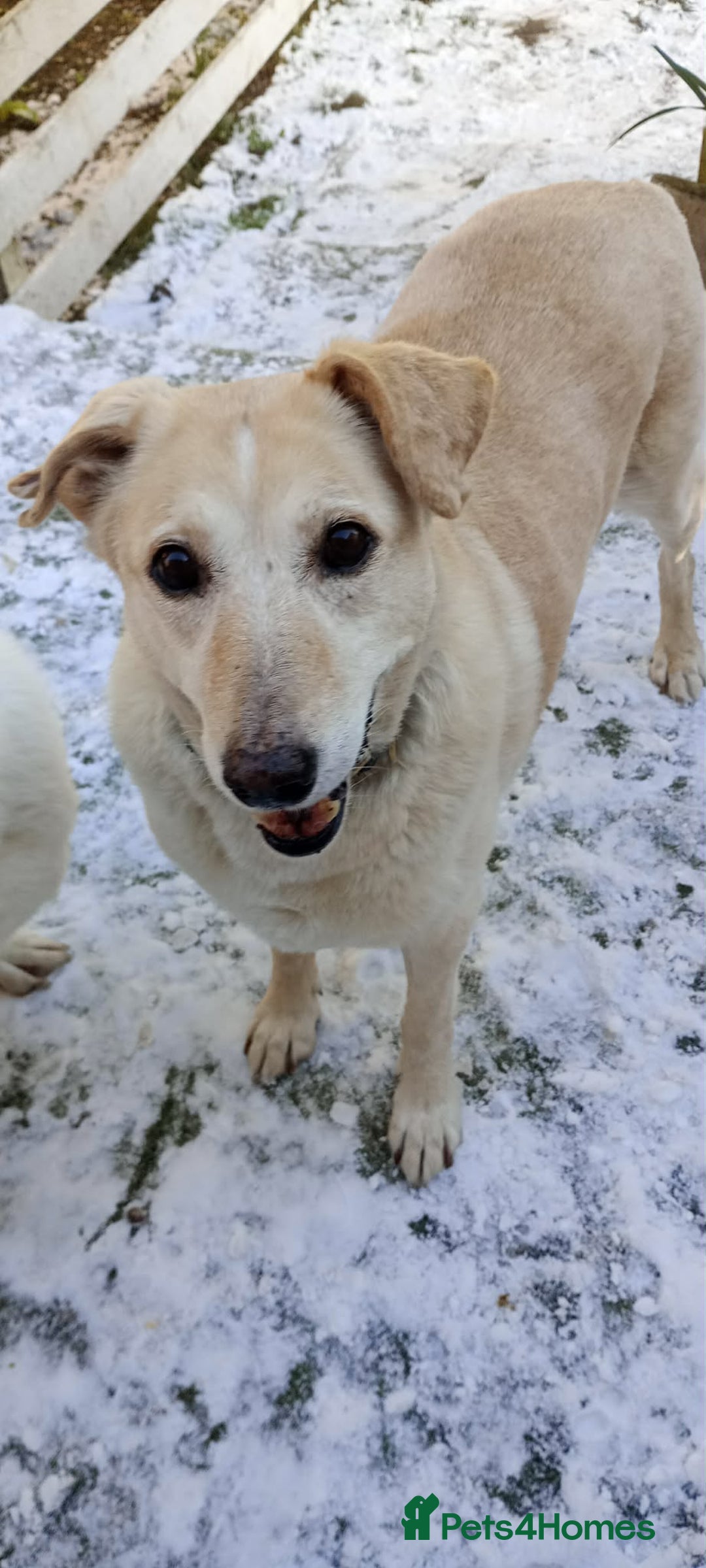 Mixed Breed dogs for adoption: 💖 Meet Kim (or Kimmie!) - Advert 1