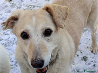 Mixed Breed dogs 💖 Meet Kim (or Kimmie!) - Advert 2