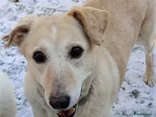 Mixed Breed dogs 💖 Meet Kim (or Kimmie!) - Advert 8