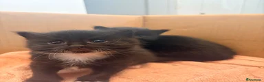 British Longhair 3