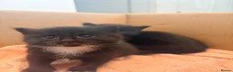 British Longhair cats for sale:  2 BEAUTIFUL FLUFFY BLACK KITTENS FOR SALE  in Norwich - Advert 13