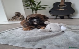 Shih Tzu dogs for sale: Stunning kc imperial shih tzus - Image 1