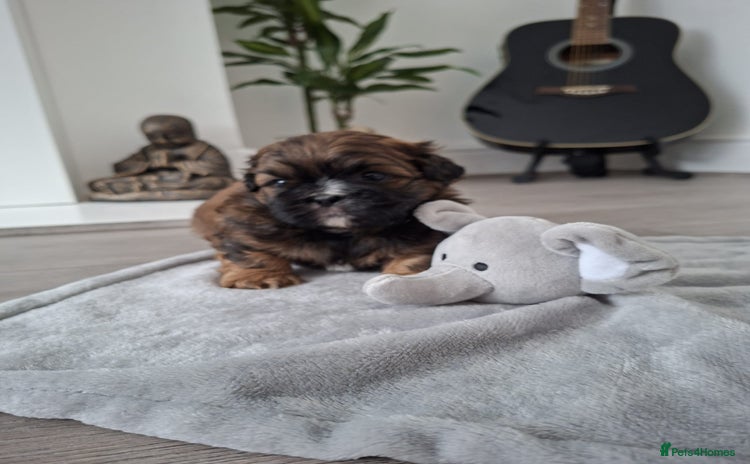 Shih Tzu dogs - Advert 4