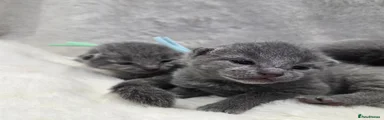 Russian Blue 3