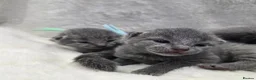 Russian Blue cats for sale: Purebred Russian Blue Kittens - Advert 15