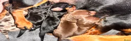 Miniature Dachshund dogs for sale: Miniature Dachshunds - Advert 2