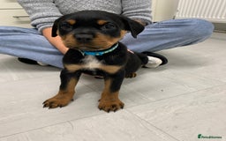 Rottweiler dogs for sale:  TWO LEFT ONLY *READY TO GO NOW* ROTTWEILER PUPS  - Advert 31