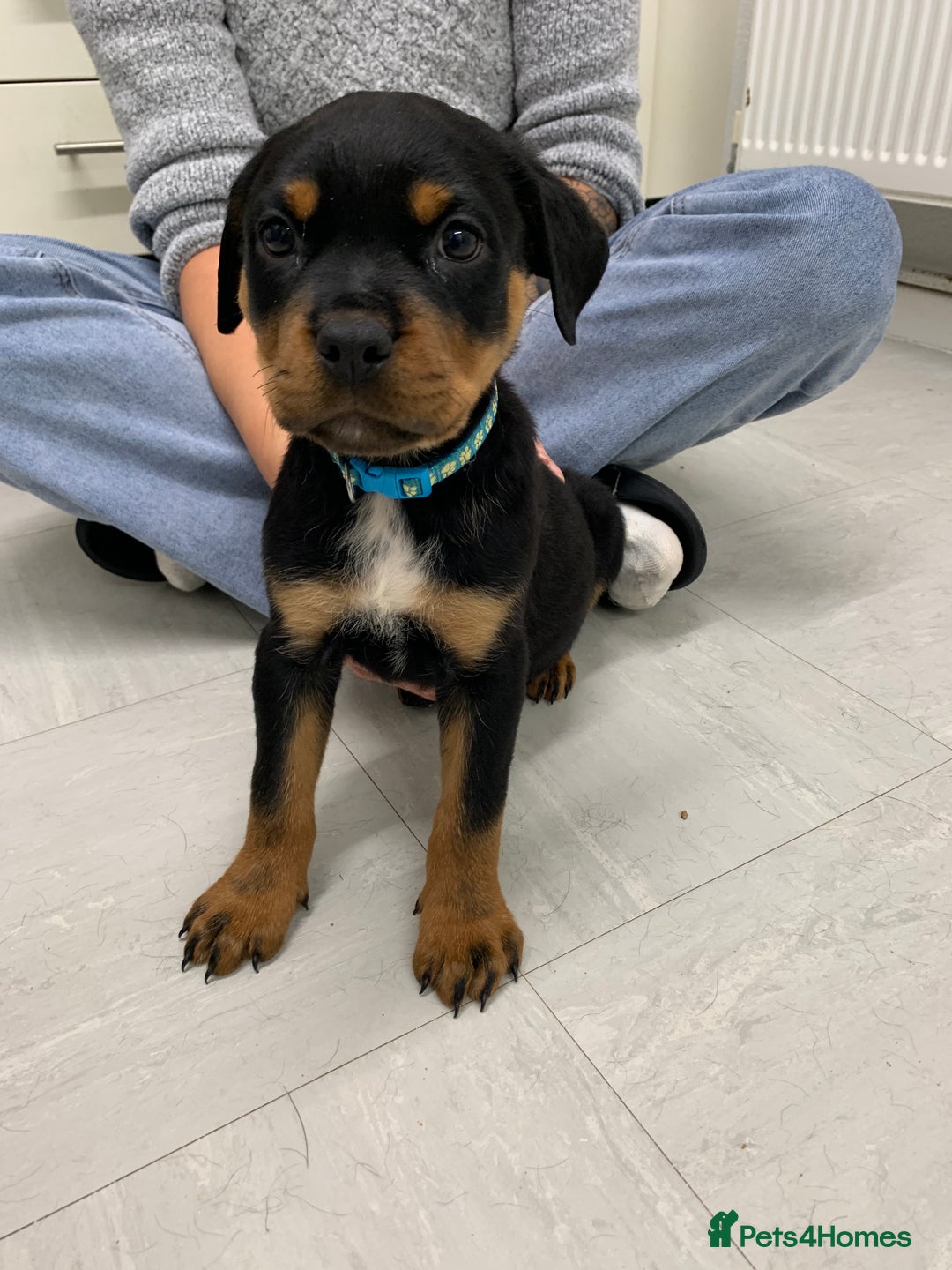 Rottweiler dogs for sale:  TWO LEFT ONLY *READY TO GO NOW* ROTTWEILER PUPS  - Advert 31