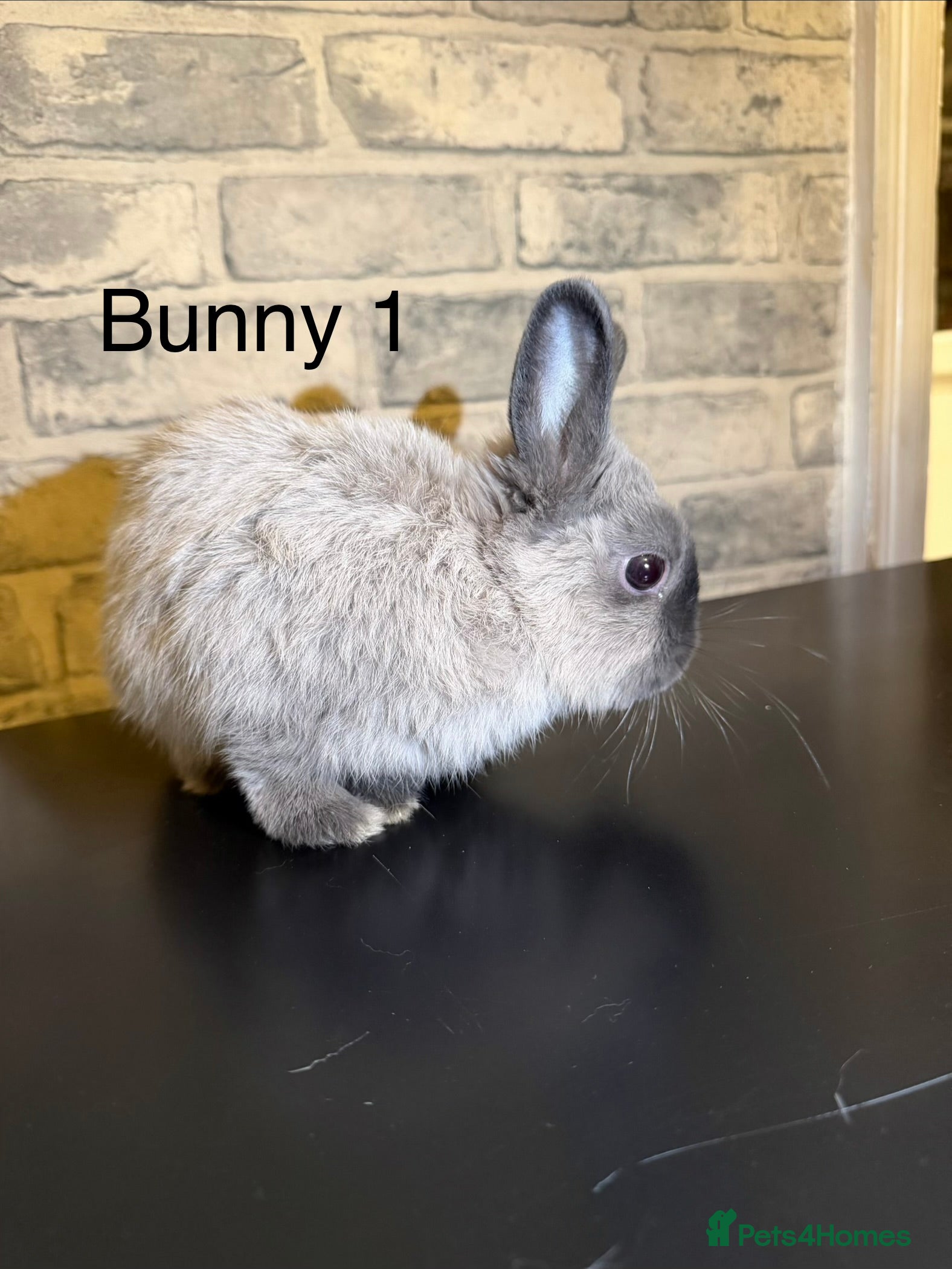 Netherland Dwarf rabbits 🐰 Beautiful Female Bunnies for Sale 🐰 - Advert 1