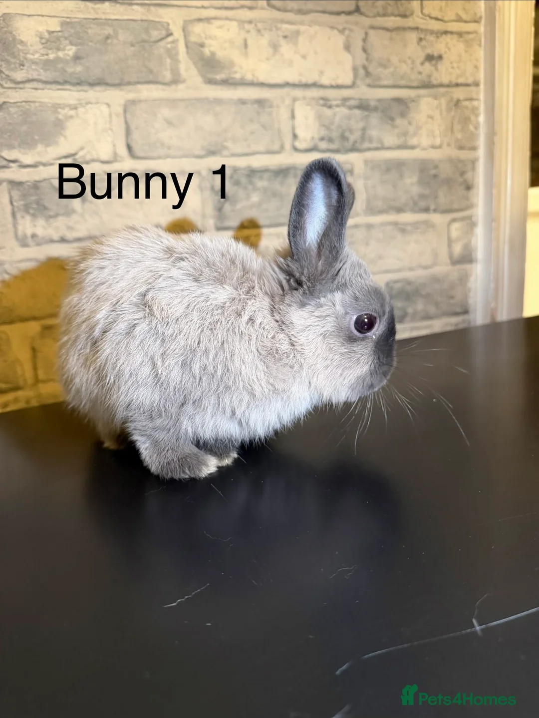 Netherland Dwarf rabbits for sale: 🐰 Beautiful Female Bunnies for Sale 🐰 - Advert 1