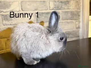 Netherland Dwarf rabbits 🐰 Beautiful Female Bunnies for Sale 🐰 - Advert 1