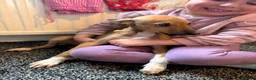 Lurcher dogs for sale: Lurcher pups  in Burnley - Advert 5