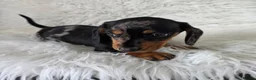 Miniature Dachshund dogs for sale: KC PRA CLEAR DAPPLE BOYS - Advert 14